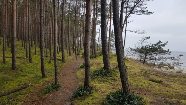 Nadmorski las sosnowy